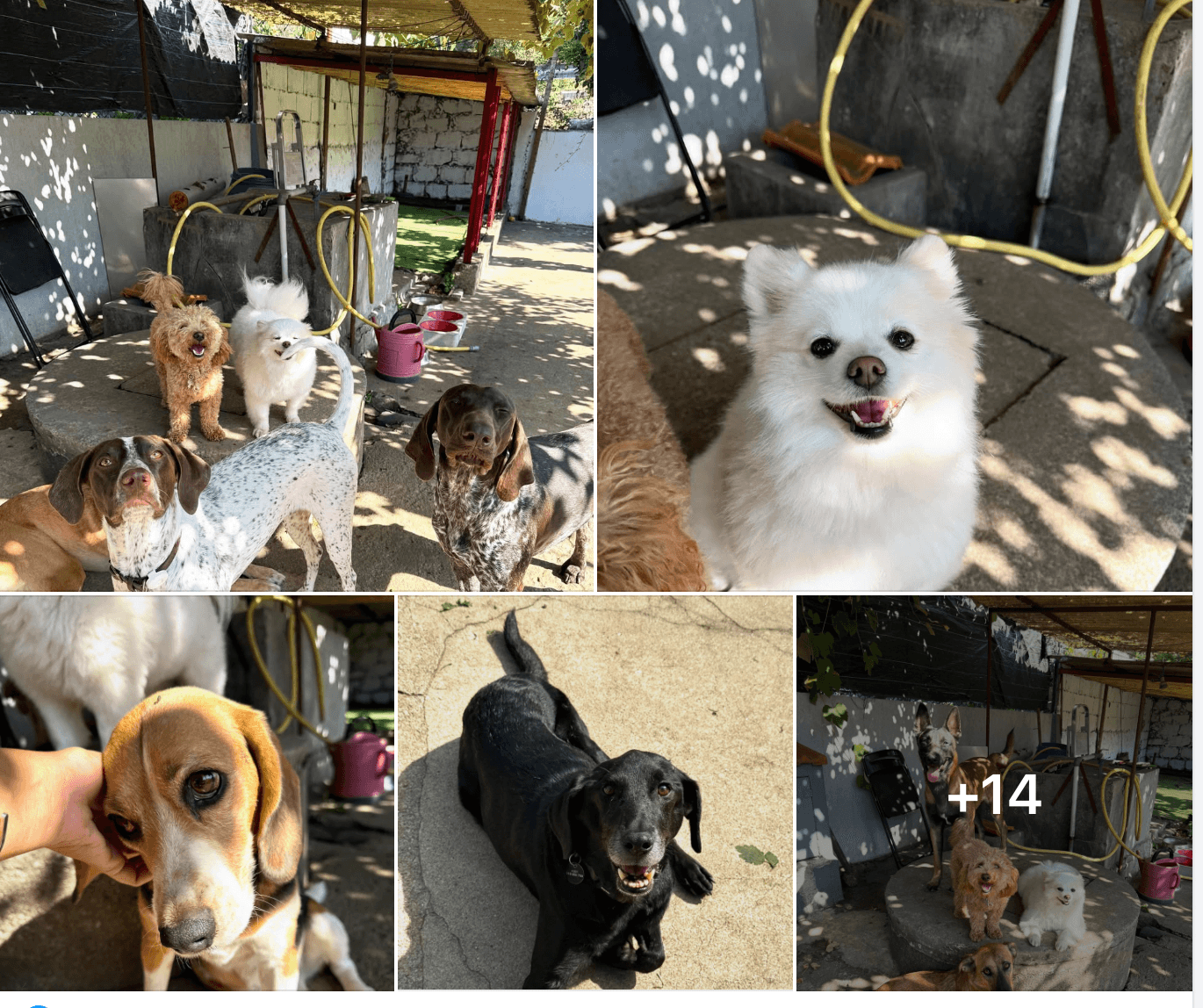 Colagem de caes na Dog Fella