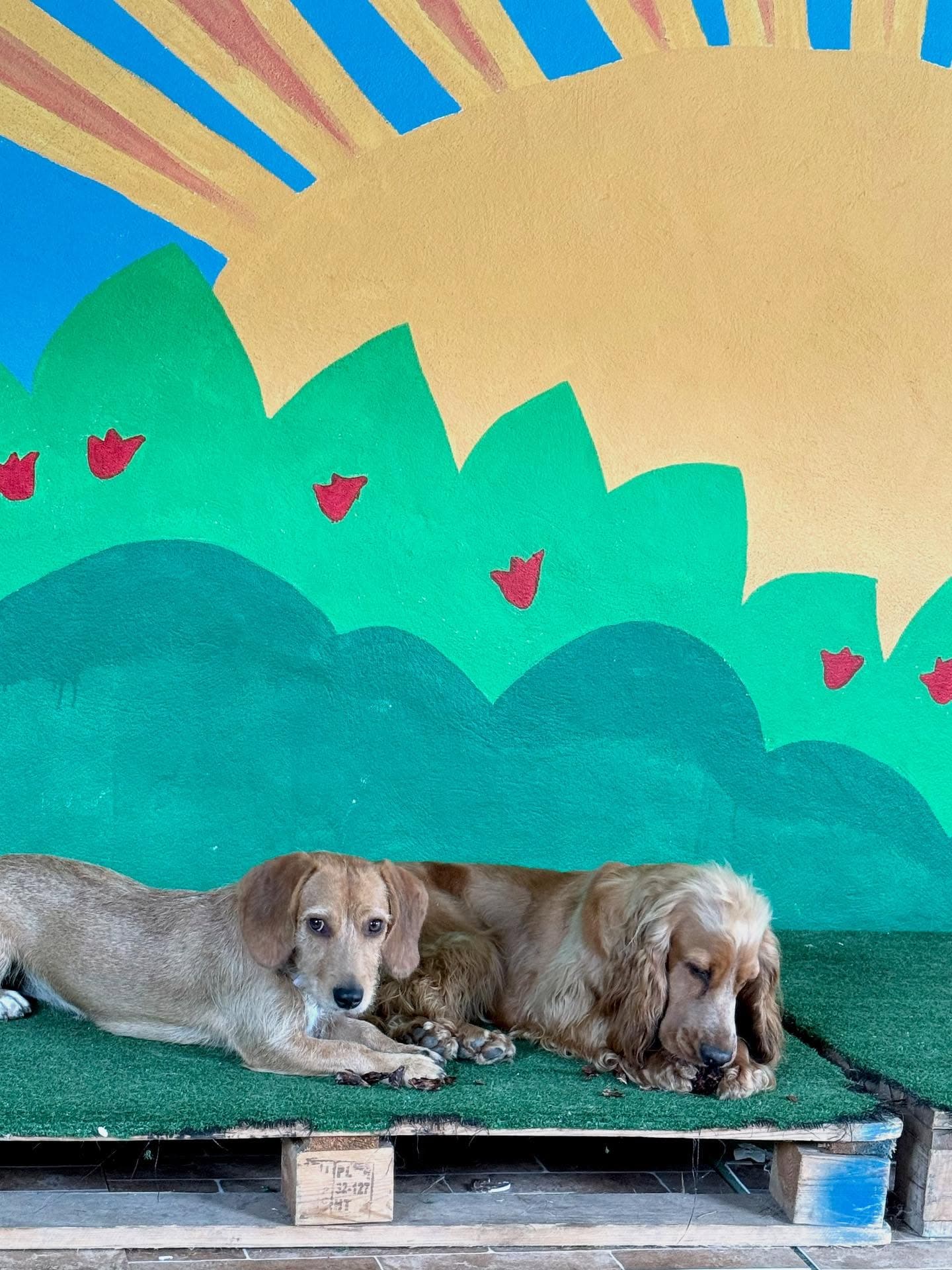 Caes a relaxar na Dog Fella